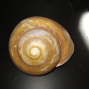 Beautiful Snail Seashell 3" golden color
